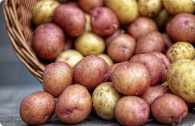 Ekološki sjemenski krumpir - RASPRODANO